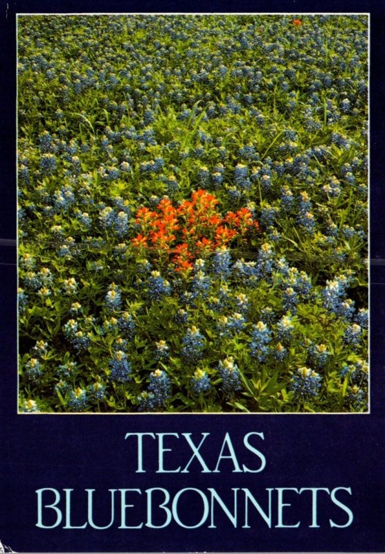 Texas State Flower Bluebonnets