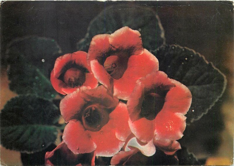 Poppy flowers Postcard