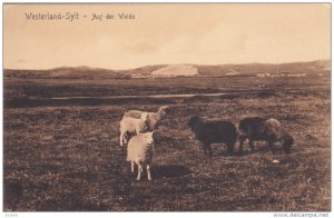 Sheep, Auf Der Weide, Westerland, SYLT (Schleswig-Holstein), Germany, 1900-1910s