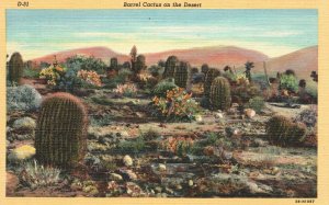 Vintage Postcard 1920's View of The Barrel Cactus on The Desert Arizona AZ