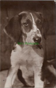 Animals Postcard - Dogs - Real Photo of a Cute Dog  Ref.RS33561