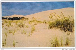 Jockey's Ridge, Sand and Sea Oats, Nags Head, North Carolina, United States, ...