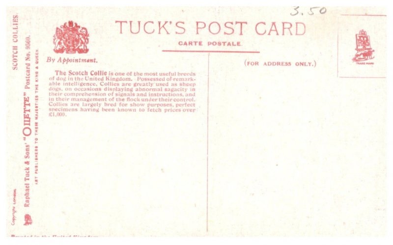 Dog ,   Scotch Collie pair