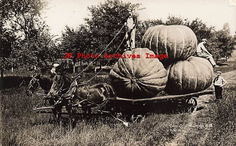 Exaggeration, RPPC, WH Martin, Farmer with a Load of Pumpkins or Squash
