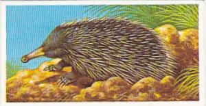 Brooke Bond Vintage Trade Card Incredible Creatures 1986 No 4 Spiny Anteater