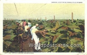 Cutting Tobacco Grown Under Shade Republic of Cuba Unused 