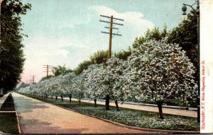 New York Rochester White Magnolias On Oxford Street