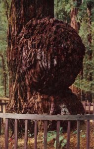 CA - Santa Cruz County. Big Trees Park, Giant Burl