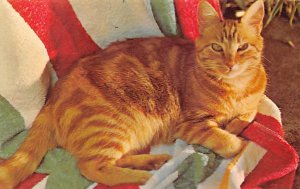 Cat Post Card, Cats Postcards Fun at the Beach Unused