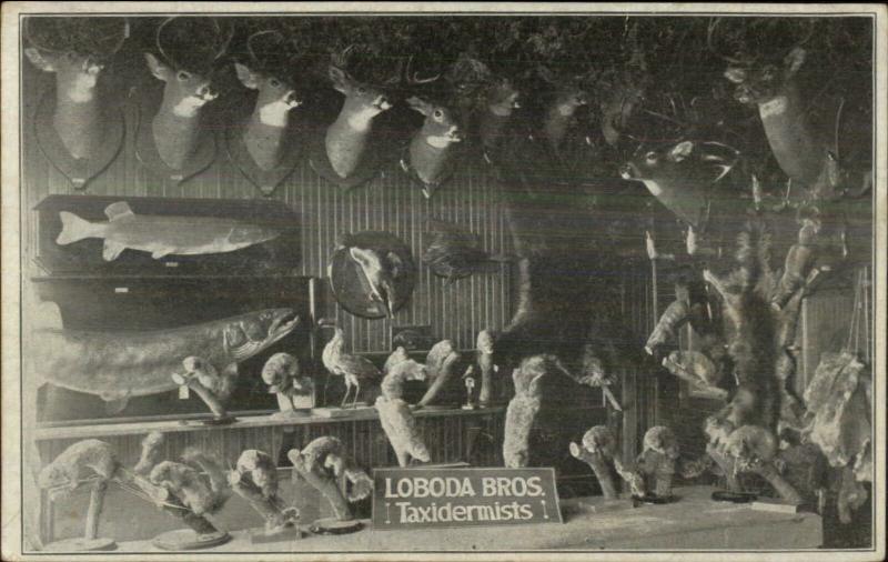 Milwaukee WI Loboda Bros Taxidermists Adv Card Postcard Size BLANK Backside`