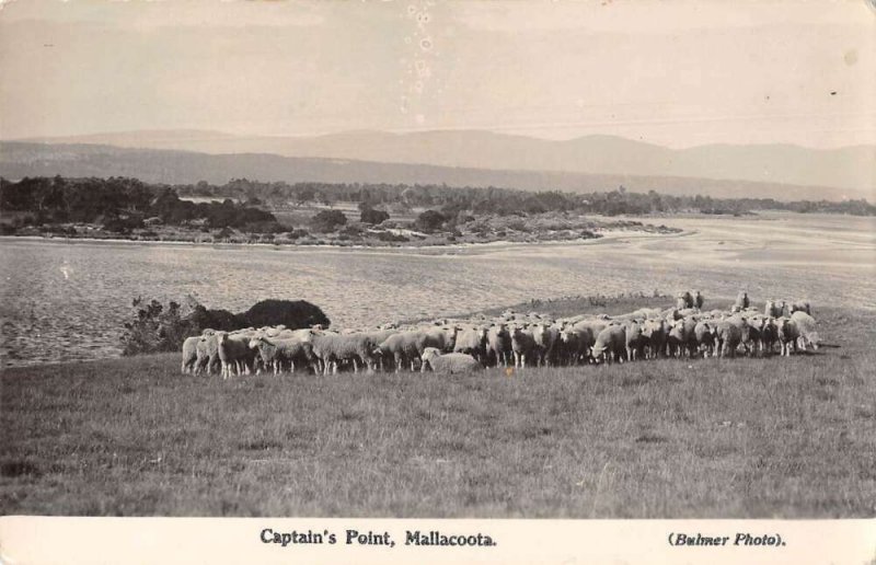 Mallacoota Australia Captain's Point Sheep Ranch Real Photo Postcard AA41447