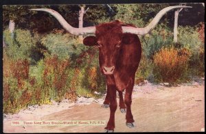 Texas Long Horn Steer - Width of Horns, 9 ft, 6 in Cow - Divided Back