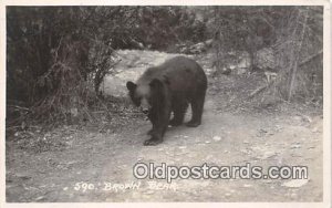 Brown Bear 1961 