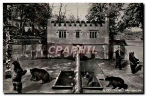 Modern Postcard Bern The Bear Pit