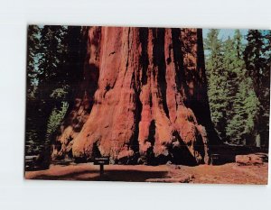 Postcard California Tree, General Grant Grove, California