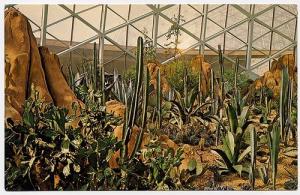 Desert Cactus - Mitchell Park Conservatory - Milwaukee WI...