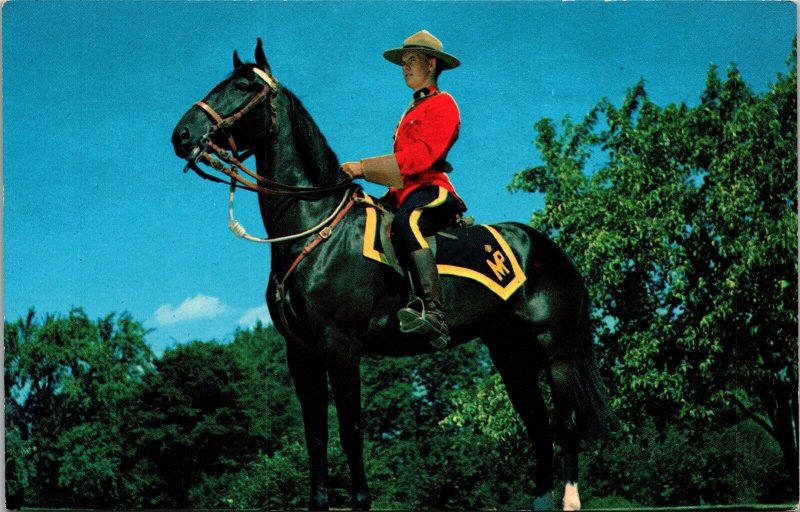 Royal Mounted Canadian Police Horse Uniform Outdoors UNP VTG Postcard 