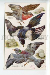 3178145 Bird hunting by Bowley Robin Magpie Wood-pigeon TUCK