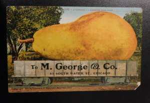 Mint USA Advertising Postcard M George and Co Chicago IL Mammoth Pear Produce