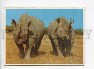 3164972 Rhino Rhinoceros Old Color photo PC