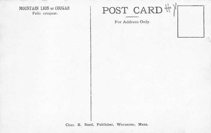 Mountain Lion Lions Unused 