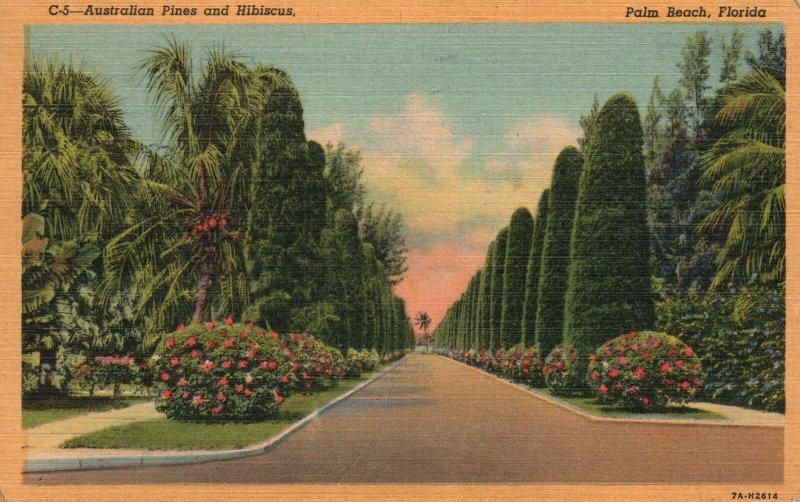 Vintage Postcard 1950's Australian Pines And Hibiscus Palm Beaches Florida FL