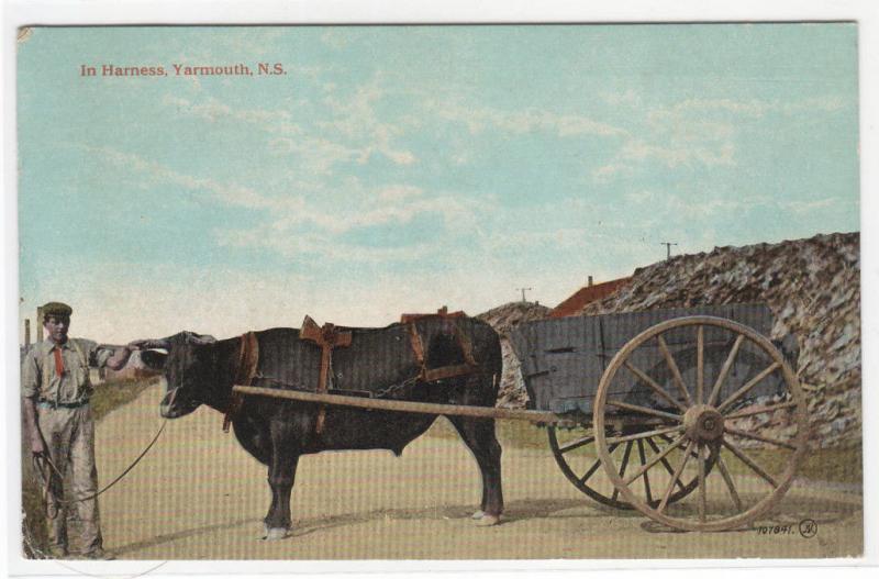 Ox Wagon in Harness Yarmouth Nova Scotia 1920 postcard