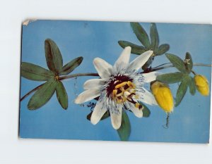 Postcard Common Passion-flower, Botanical Museum, Harvard University, MA