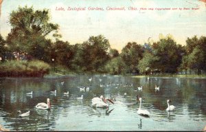 Ohio Cincinnati Lake At Zoological Gardens 1910