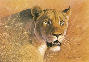 Head of a Lioness, by Kim Brooks Modern Medici Society Postcard # 1840