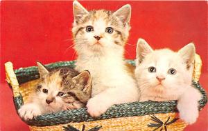 Three Happy Kittens Cat Unused 