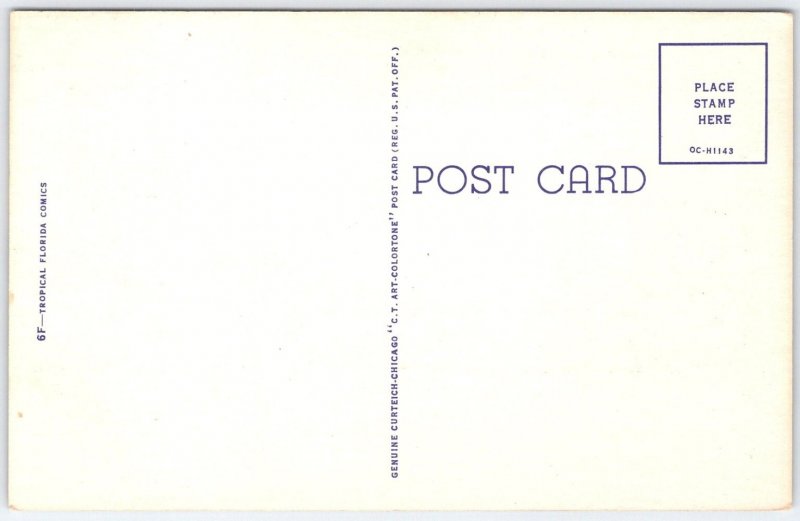 Vintage Curt Teich Comic Postcard Tropical Florida Monkeys Sailing