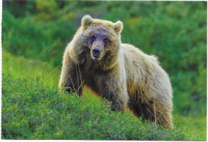 US Alaska - mint card. Grizzly bear in Denali National Park.   Beautiful.