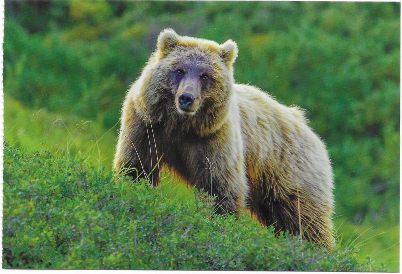 US Alaska - mint card. Grizzly bear in Denali National Park.   Beautiful.