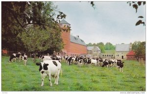 Cows on a Farm, Buildings and Holstein Herd, Augustinian Fathers, Marylake, K...