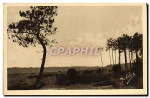 Old Postcard In the Landes de Gascogne Les Pins