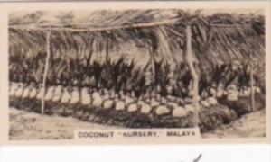 Carreras Vintage Cigarette Card Malayan Industries No 16 Coconut Nursery