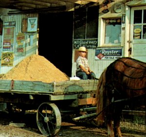 Indiana IN Feed Mill Boy Wagon Horses Amish Postcard