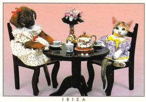 Cat and Dog Ibiza.Dinner with friends Modern Spanish touristic  photo PC1970s