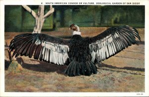 VINTAGE POSTCARD SOUTH AMERICAN CONDOR (VULTURE) ZOO GARDEN SAN DIEGO