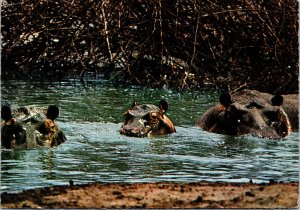 Postcard Kenya Hippopotamus East African Game Nairobi Postmark 1966