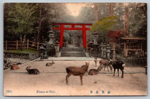 1917 Japanese Postcard - Kasuga at Nara - Hand Colored