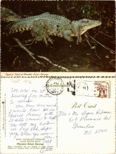 Crocodiles (23711