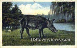 Razer Back Hog - Misc, Florida FL  