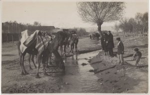 Teheran Iran British Legation Camel River Middle East RPC Postcard