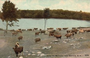 Vintage Postcard Scene Cattle Along Merrimac Near Concord New Hampshire Leighton