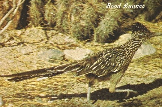 The Road Runner Clown of the West Photo by Ed Kumler 1970's Vintage Postcard