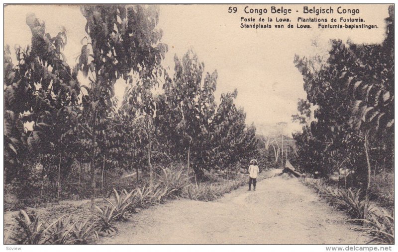 CONGO BELGE, Africa, PU-1916; Plantations De Funtumia