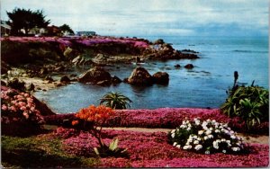 Vtg Pacific Grove CA Red Pink Ice Plants on Ocean View Boulevard 1960s Postcard