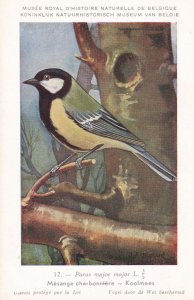 Parus Major Great Tit Antique WW2 Bird Rare Postcard